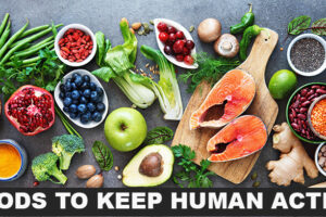 FOODS FOR KEEP HUMAN ACTIVE
